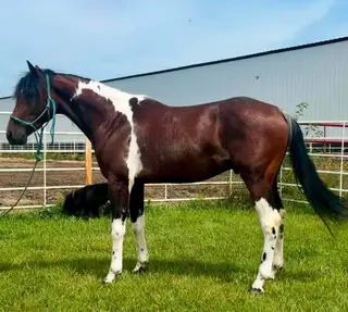 Catz Ramboing Skip (Ozzy), 2 Year Old Bay Rabicano Paint Horse Gelding for Sale in Wagner, SD, photo 3 of 5
