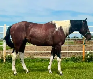 Catz Ramboing Skip (Ozzy), 2 Year Old Bay Rabicano Paint Horse Gelding for Sale in Wagner, SD, photo 4 of 5