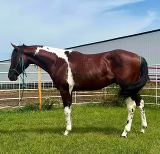 Catz Ramboing Skip (Ozzy), 2 Year Old Bay Rabicano Paint Horse Gelding for Sale in Wagner, SD, photo 5 of 5