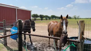 SUSIE, BROWN Quarter Horse Mare for Sale in EDINBURG, TX