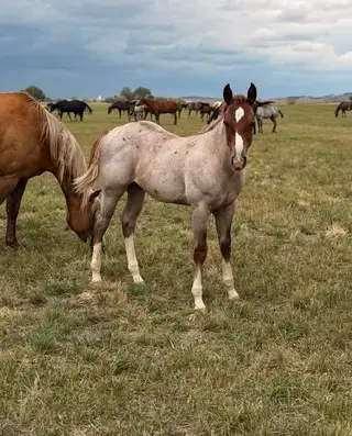 PNP Betn On Aces, Foal Red Roan Quarter Horse Colt for Sale in Newcastle, WY
