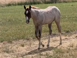 PNP Betn On Aces, Foal Red Roan Quarter Horse Colt for Sale in Newcastle, WY, photo 2 of 5