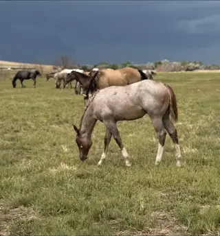 PNP Betn On Aces, Foal Red Roan Quarter Horse Colt for Sale in Newcastle, WY, photo 3 of 5