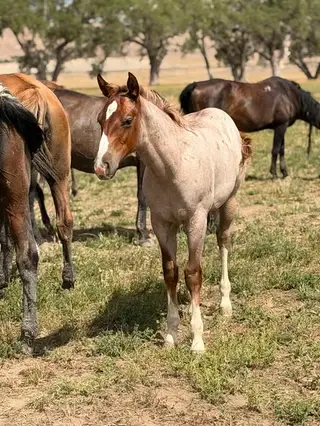 PNP Betn On Aces, Foal Red Roan Quarter Horse Colt for Sale in Newcastle, WY, photo 5 of 5