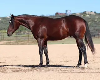 A Rey O Smoke, 1 Year Old Bay Quarter Horse Colt for Sale in Dewey, AZ