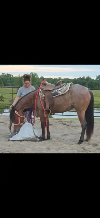 Metallica Glory (Tilly), 2 Year Old Bay Roan Quarter Horse Filly for Sale in Reading, MI