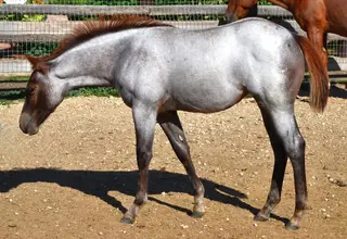 Filly by Bet Hesa Boon, Foal Roan Quarter Horse Filly for Sale in Star, ID, photo 2 of 5