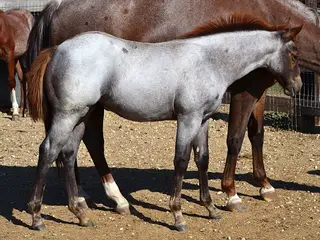 Filly by Bet Hesa Boon, Foal Roan Quarter Horse Filly for Sale in Star, ID, photo 3 of 5