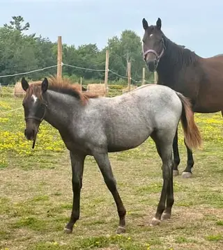 Filly by Bet Hesa Boon, Foal Roan Quarter Horse Filly for Sale in Star, ID, photo 5 of 5