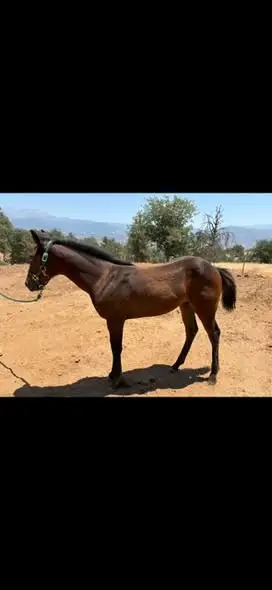 Colt by Lil Boot Scooting, 1 Year Old Bay Quarter Horse Colt for Sale in Springville, CA