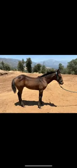 Colt by Lil Boot Scooting, 1 Year Old Bay Quarter Horse Colt for Sale in Springville, CA, photo 2 of 5