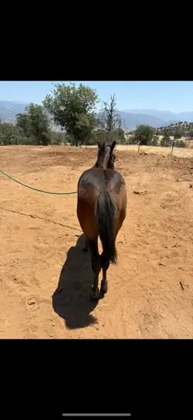 Colt by Lil Boot Scooting, 1 Year Old Bay Quarter Horse Colt for Sale in Springville, CA, photo 3 of 5