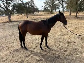 Colt by Lil Boot Scooting, 1 Year Old Bay Quarter Horse Colt for Sale in Springville, CA, photo 5 of 5