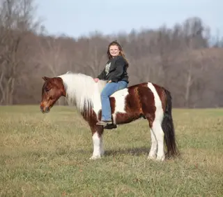 Diego, 9 Year Old Bay Pony Gelding for Sale in Mt. Vernon, KY