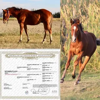 Nothinbeats Jojo, 1 Year Old Sorrel Quarter Horse Colt for Sale in WA