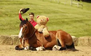 Waylon, 4 Year Old Draft/Quarter Horse Cross Gelding for Sale