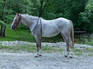 Ba Dusty Royal Spark (Gemma), 2 Year Old Red Roan Quarter Horse Filly for Sale in Lapeer, MI