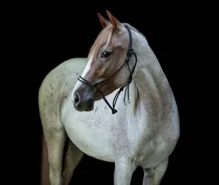 Ba Dusty Royal Spark (Gemma), 2 Year Old Red Roan Quarter Horse Filly for Sale in Lapeer, MI, photo 3 of 5