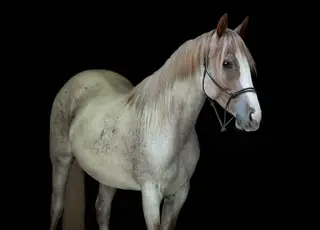 Ba Dusty Royal Spark (Gemma), 2 Year Old Red Roan Quarter Horse Filly for Sale in Lapeer, MI, photo 4 of 5