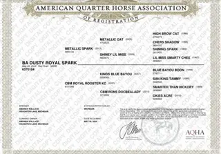 Ba Dusty Royal Spark (Gemma), 2 Year Old Red Roan Quarter Horse Filly for Sale in Lapeer, MI, photo 5 of 5