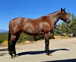 Rowdy Ripone (Ginger), 7 Year Old Bay Roan Quarter Horse Mare for Sale in Westcliffe, CO