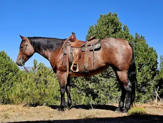 Rowdy Ripone (Ginger), 7 Year Old Bay Roan Quarter Horse Mare for Sale in Westcliffe, CO, photo 2 of 6