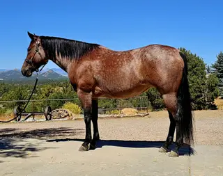Rowdy Ripone (Ginger), 7 Year Old Bay Roan Quarter Horse Mare for Sale in Westcliffe, CO, photo 3 of 6