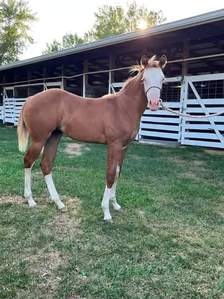 Filly by Walla Walla Whiz, Foal Red Dun Quarter Horse Filly for Sale in MI