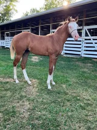 Filly by Walla Walla Whiz, Foal Red Dun Quarter Horse Filly for Sale in MI, photo 2 of 5