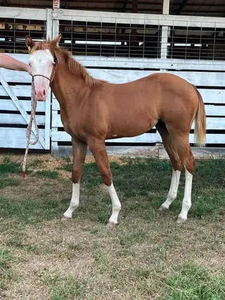 Filly by Walla Walla Whiz, Foal Red Dun Quarter Horse Filly for Sale in MI, photo 3 of 5