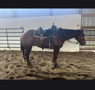 Whambamthankumaam, 4 Year Old Sorrel Quarter Horse Gelding for Sale in Guthrie, OK