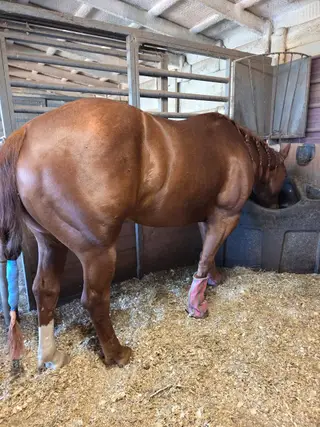 Whambamthankumaam, 4 Year Old Sorrel Quarter Horse Gelding for Sale in Guthrie, OK, photo 3 of 3