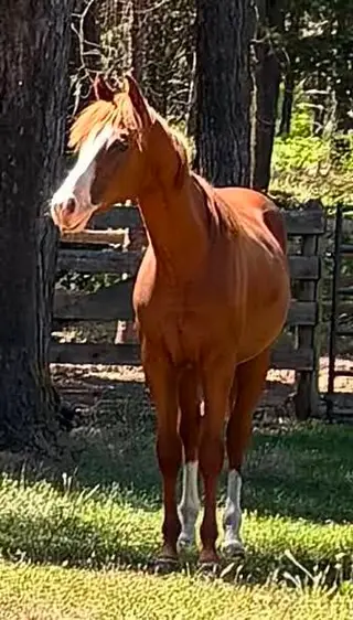Tinseltown Trash, 1 Year Old Sorrel Quarter Horse Colt for Sale in WA, photo 2 of 5