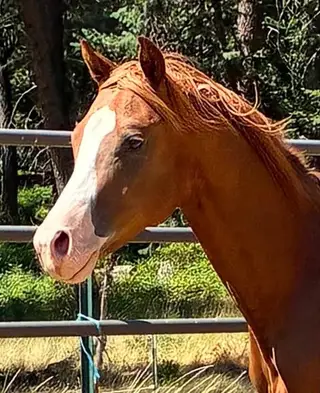 Tinseltown Trash, 1 Year Old Sorrel Quarter Horse Colt for Sale in WA, photo 3 of 5