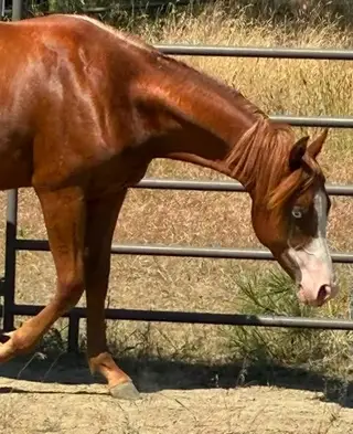 Tinseltown Trash, 1 Year Old Sorrel Quarter Horse Colt for Sale in WA, photo 4 of 5