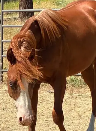 Tinseltown Trash, 1 Year Old Sorrel Quarter Horse Colt for Sale in WA, photo 5 of 5