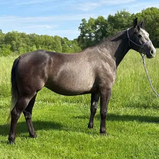 Trigger Warnning (Star), 3 Year Old Grey Quarter Horse Mare for Sale in Odon, IN