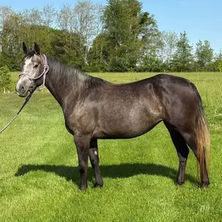 Trigger Warnning (Star), 3 Year Old Grey Quarter Horse Mare for Sale in Odon, IN, photo 2 of 5
