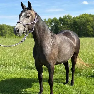 Trigger Warnning (Star), 3 Year Old Grey Quarter Horse Mare for Sale in Odon, IN, photo 3 of 5