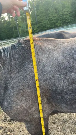 Trigger Warnning (Star), 3 Year Old Grey Quarter Horse Mare for Sale in Odon, IN, photo 5 of 5