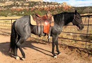 Saltys Blue Jet, 5 Year Old Roan Quarter Horse Stallion for Sale in Glade Park, CO