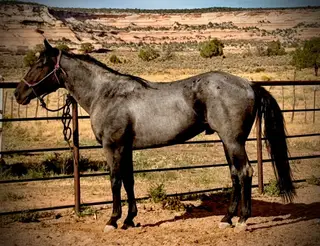 Saltys Blue Jet, 5 Year Old Roan Quarter Horse Stallion for Sale in Glade Park, CO, photo 3 of 3