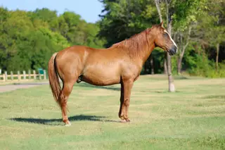 Hillbilly, 14 Year Old Dun Quarter Horse Gelding for Sale in Terrell, TX