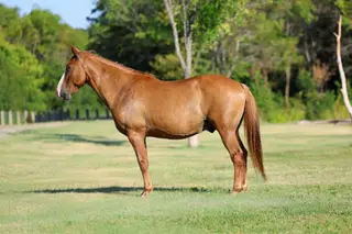 Hillbilly, 14 Year Old Dun Quarter Horse Gelding for Sale in Terrell, TX, photo 2 of 4
