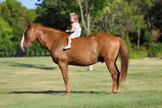 Hillbilly, 14 Year Old Dun Quarter Horse Gelding for Sale in Terrell, TX, photo 3 of 4