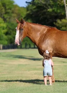 Hillbilly, 14 Year Old Dun Quarter Horse Gelding for Sale in Terrell, TX, photo 4 of 4
