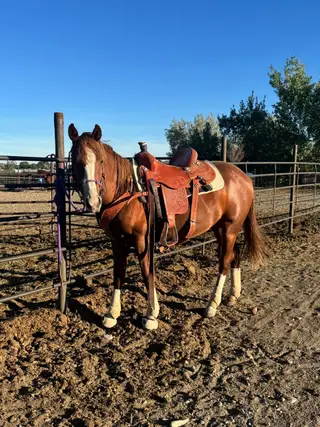 Goosen The Cat (Grizzly), 1 Year Old Sorrel Quarter Horse Colt for Sale in Powell, WY