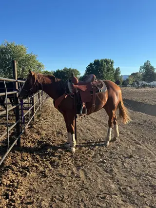 Goosen The Cat (Grizzly), 1 Year Old Sorrel Quarter Horse Colt for Sale in Powell, WY, photo 2 of 5