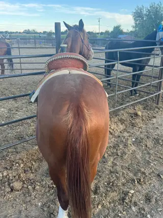 Goosen The Cat (Grizzly), 1 Year Old Sorrel Quarter Horse Colt for Sale in Powell, WY, photo 3 of 5