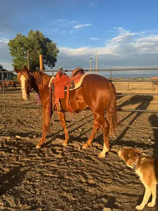 Goosen The Cat (Grizzly), 1 Year Old Sorrel Quarter Horse Colt for Sale in Powell, WY, photo 4 of 5